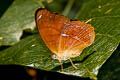 Malay Yeoman Cirrochroa emalea emalea