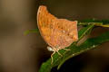Malayan Assyrian Terinos clarissa militum