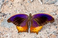 Malayan Assyrian Terinos clarissa militum