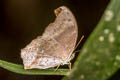 Malayan Assyrian Terinos clarissa militum