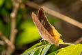 Malayan Assyrian Terinos clarissa militum