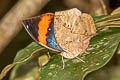 Malayan Oakleaf Kallima limborgii limborgii