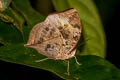 Malayan Oakleaf Kallima limborgii limborgii