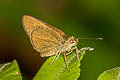 Malayan Swift Caltoris malaya