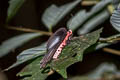Malayan Batwing Atrophaneura varuna varuna