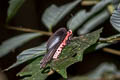 Malayan Batwing Atrophaneura astorion varuna