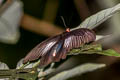 Malayan Batwing Atrophaneura varuna varuna