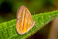 Malayan Bushbrown Mycalesis fusca fusca