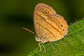 Malayan Bushbrown Mycalesis fuscum fuscum