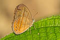 Malayan Bushbrown Mycalesis fuscum fuscum