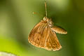 Malayan Bushbrown Mycalesis fuscum fuscum