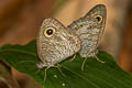 Malayan Fivering Ypthima nebulosa