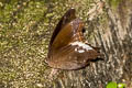 Malayan Owl Neorina lowii neophyta