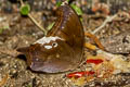 Malayan Owl Neorina lowii neophyta