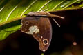 Malayan Owl Neorina lowii neophyta