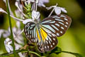 Malayan Wanderer Pareronia valeria lutescens