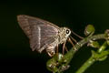 Malayan White-banded Awl Hasora malayana malayana