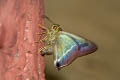 Malayan White-banded Awl Hasora malayana malayana