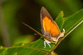 Malayan Yamfly Loxura cassiopeia cassiopeia 
