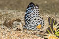 Malayan Zebra Graphium delessertii delessertii