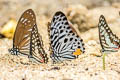 Malayan Zebra Graphium delessertii delessertii