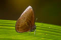 Mandarin Mandarinia regalis baronesa