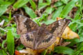 Mango Baron Euthalia aconthea garuda (Common Baron)