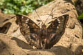 Mango Baron Euthalia aconthea garuda (Common Baron)