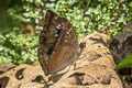 Mango Baron Euthalia aconthea garuda (Common Baron)