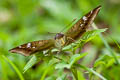 Mango Baron Euthalia aconthea garuda (Common Baron)