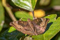 Mango Baron Euthalia aconthea garuda (Common Baron)