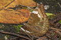 Mango Baron Euthalia aconthea garuda (Common Baron)