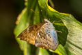 Mango Baron Euthalia aconthea garuda (Common Baron)