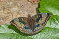 Mango Baron Euthalia aconthea garuda (Common Baron)