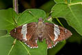 Marbled Flat Lobocla liliana liliana