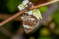 Marbled Flat Lobocla liliana liliana