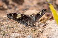 Marbled Flat Lobocla liliana liliana