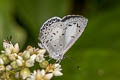 Margined Hedge Blue Celatoxia marginata