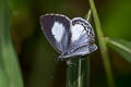 Margined Hedge Blue Celatoxia marginata