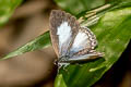 Margined Hedge Blue Celatoxia marginata