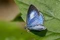 Margined Hedge Blue Celatoxia marginata