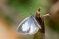 Margined Hedge Blue Celatoxia marginata