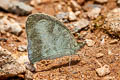 Mottled Argus Callerebia narasingha dohertyi