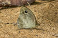 Mottled Argus Hemadara narasingha dohertyi