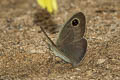 Mottled Argus Callerebia narasingha dohertyi