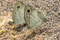 Mottled Argus Hemadara narasingha dohertyi