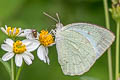 Mottled Emigrant Catopsilia pyranthe pyranthe