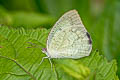 Mottled Emigrant Catopsilia pyranthe pyranthe