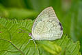 Mottled Emigrant Catopsilia pyranthe pyranthe