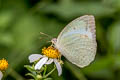 Mottled Emigrant Catopsilia pyranthe pyranthe